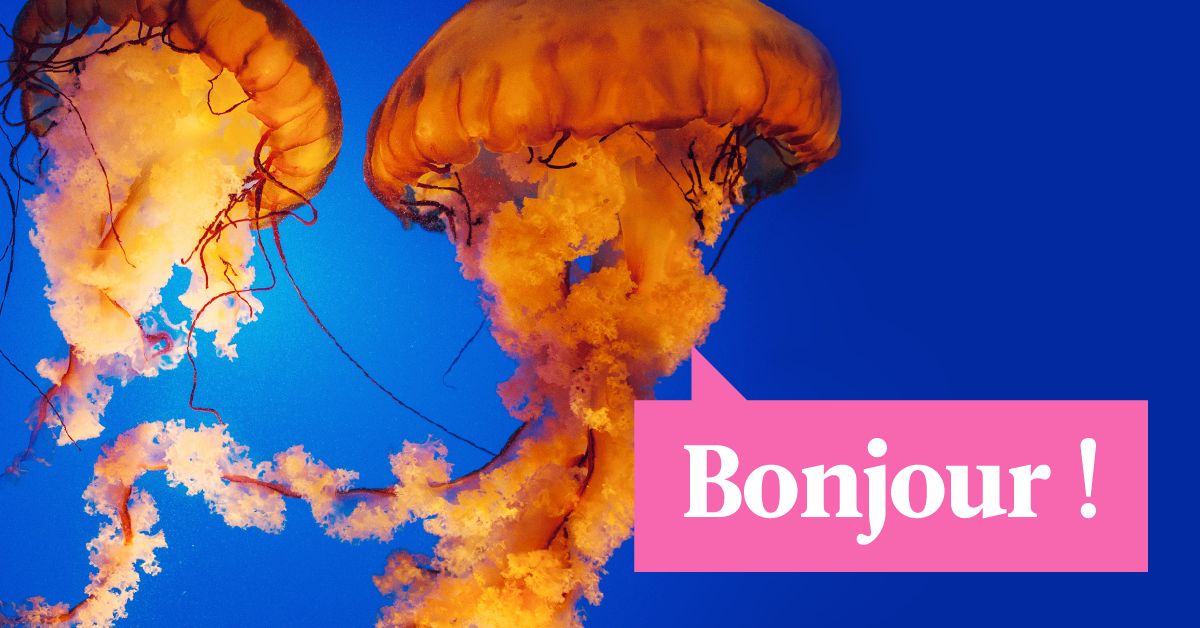 6 Common Animal Names That Sound Way Cooler In French | Babbel Magazine