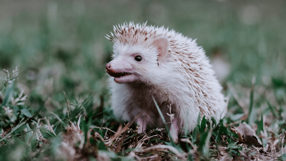 hedgehog in the grass swearing in other languages