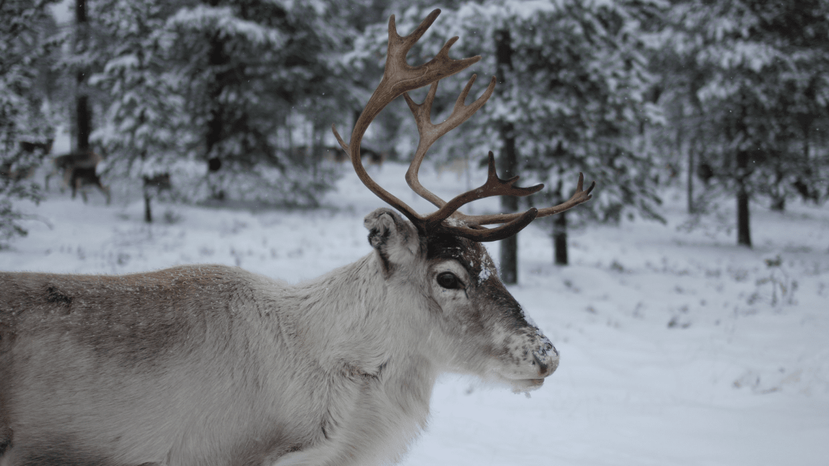 Wonderful winter words represented by a reindeer standing in a cold, quiet forest.