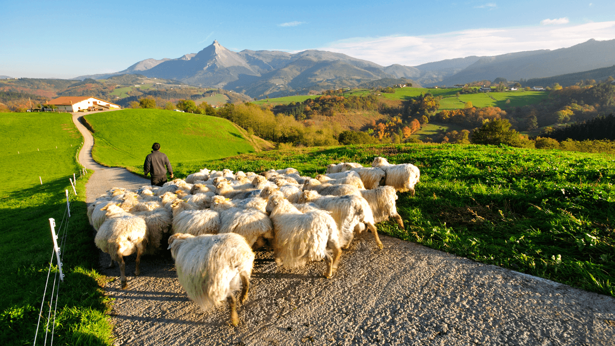 Farmer herding sheep in Spain's Basque region