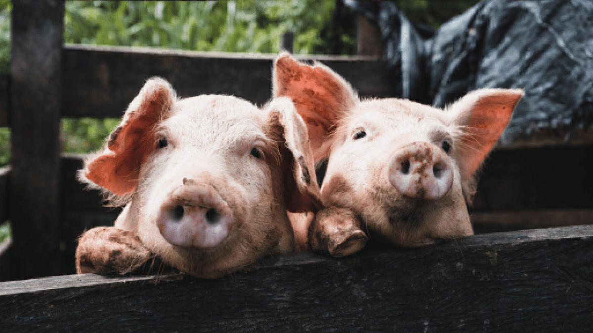 English phrases that don't make sense represented by two pigs standing along a fence in a reference to the phrase "sweat like a pig."