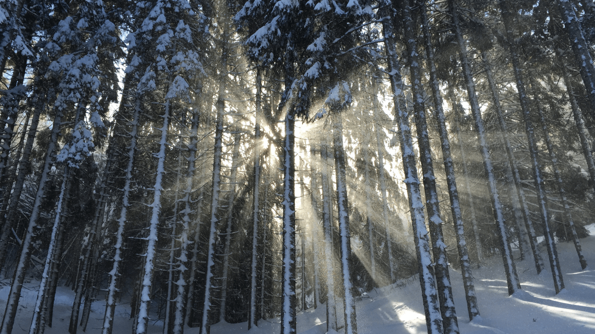50 words for snow sunlight peeking through snowy forest 50 words for snow