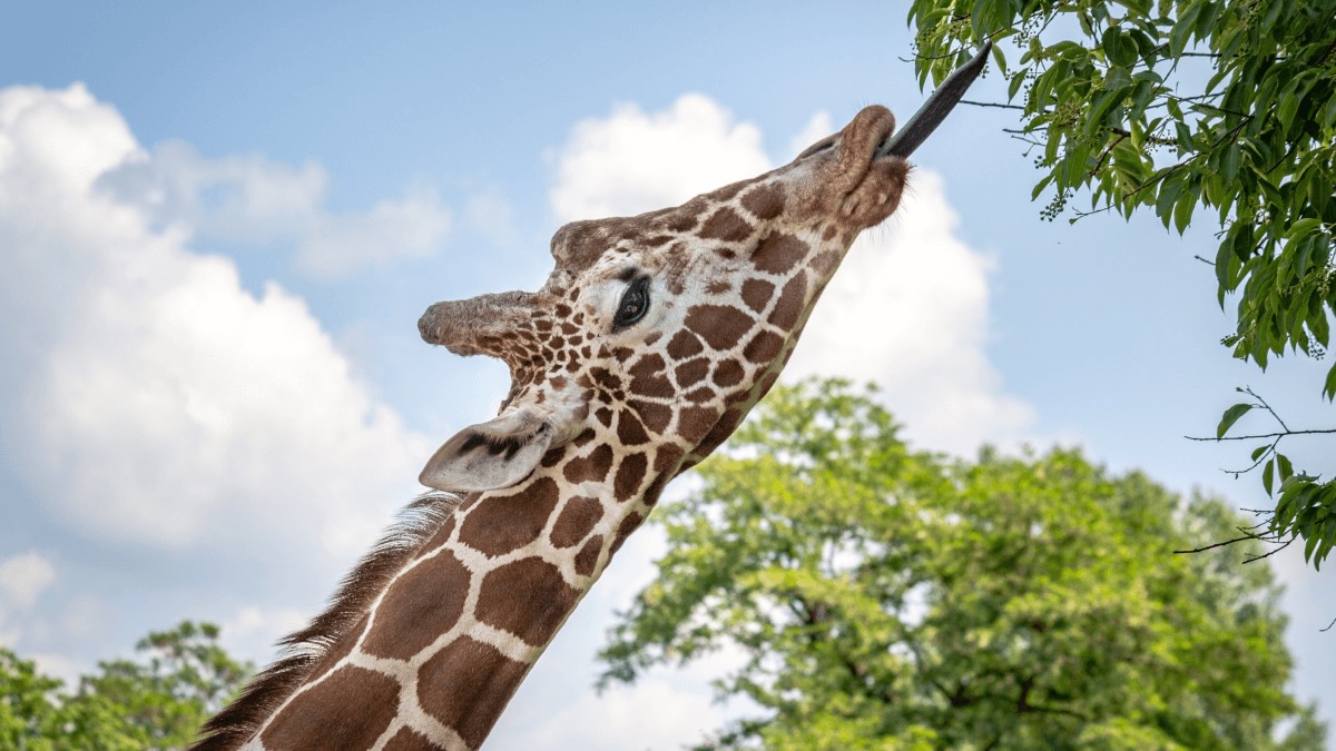 qual é a palavra mais longa do mundo- representado pela longa língua de uma girafa